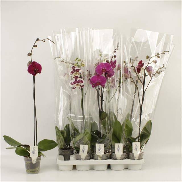 <h4>PHAL GEM</h4>