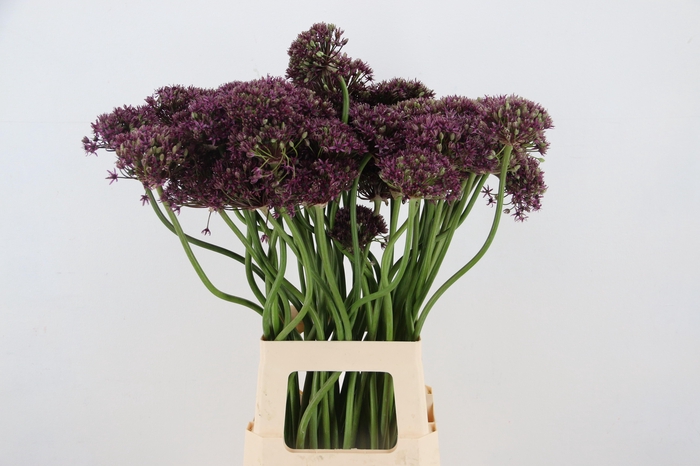 <h4>ALLIUM MIAMI ARTISTIC</h4>