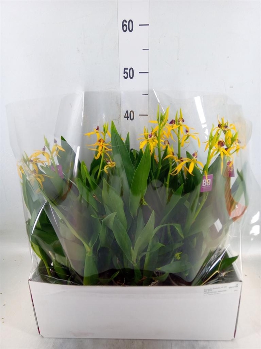 <h4>Orchideeen   ...</h4>