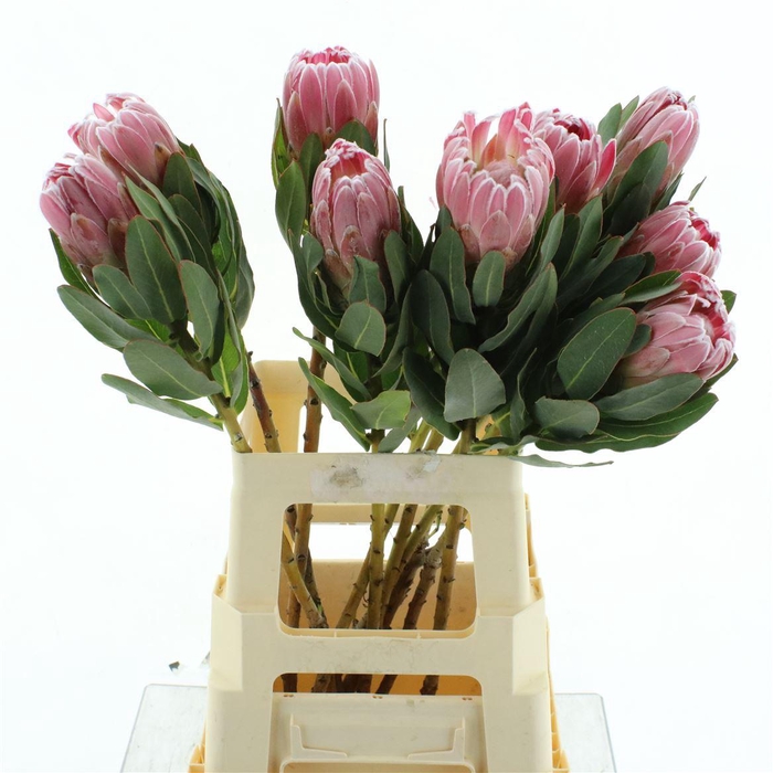 <h4>Protea Cardinal Too</h4>