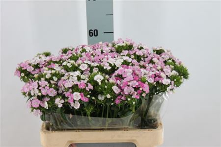 <h4>Di Barb Neon Amazone Roze</h4>