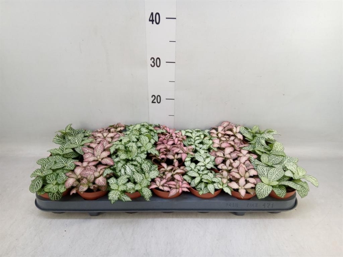 <h4>Fittonia   ...mix 7</h4>