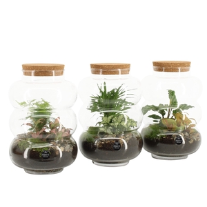 Arr.   Planten H%