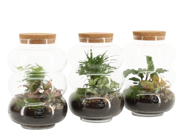 Arr.   Planten H%
