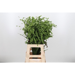 Chasm Latifol Mantis