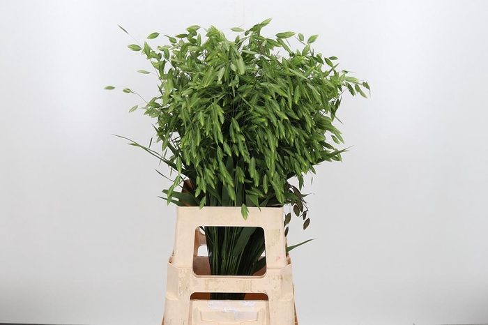 <h4>Chasm Latifol Mantis</h4>