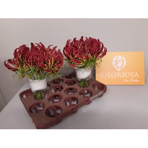 GLORIOSA ROTHSCHILD
