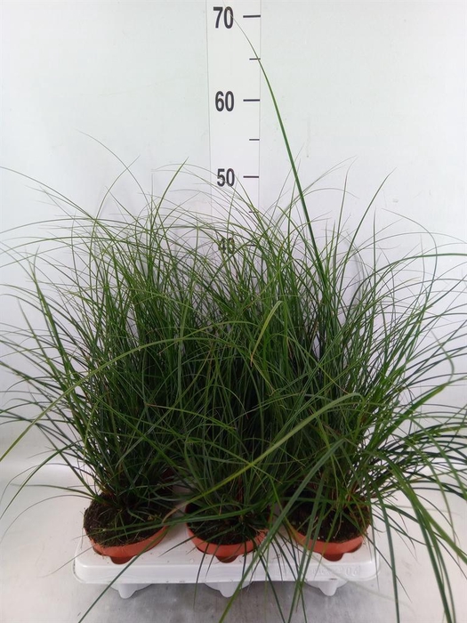 <h4>Carex brunnea</h4>