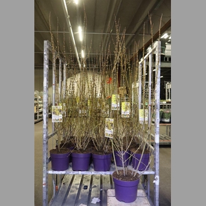 Forsyth In Spectabil