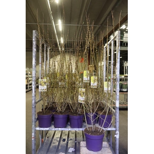 Forsyth In Spectabil