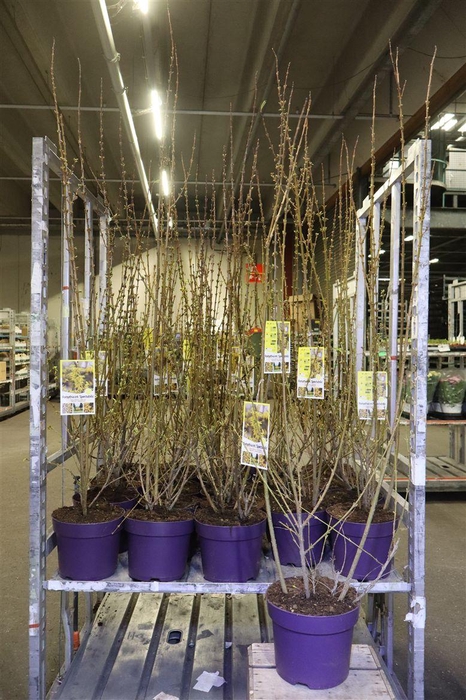 <h4>arr8 Forsyth In Spectabil</h4>