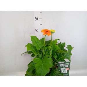 Gerbera  'Landscape'   ...mix