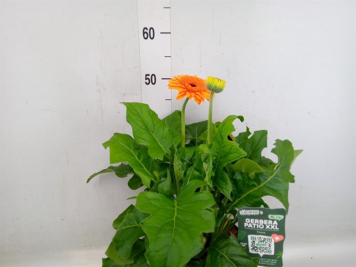 <h4>Gerbera  'Landscape'   ...mix</h4>