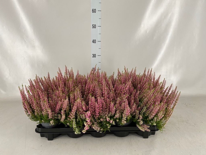 <h4>Calluna vulg. 'Beauty L Merlyn'</h4>