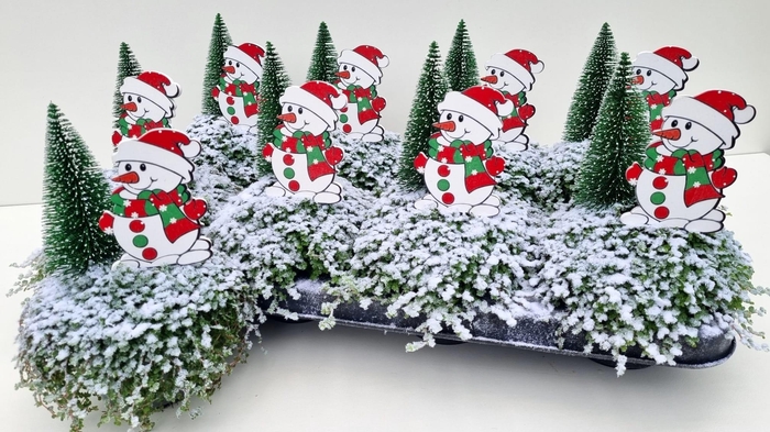 <h4>SOLEI SOL GROEN</h4>