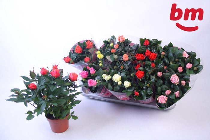 Ro B Monde Gem 6 Srt