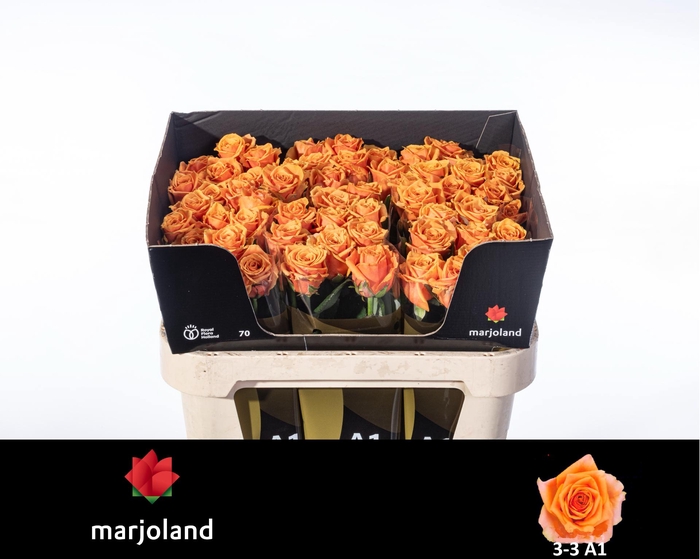 <h4>R GR NOVI! A1 3-3</h4>