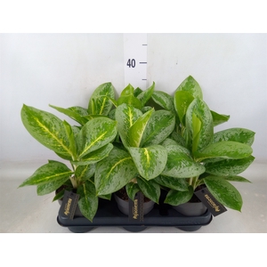 Aglaonema  'Lemon Mint'