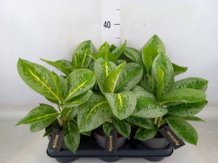 <h4>Aglaonema  'Lemon Mint'</h4>