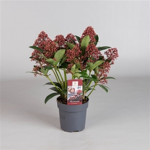 Skimmia Rubella 4-6