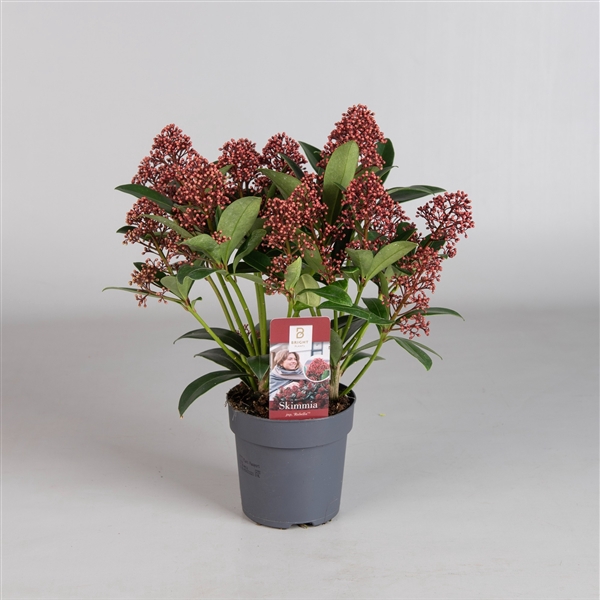 <h4>Skimmia Rubella 4-6</h4>