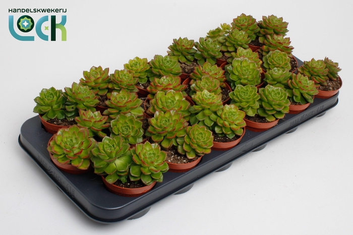 <h4>Echeveria Afines</h4>