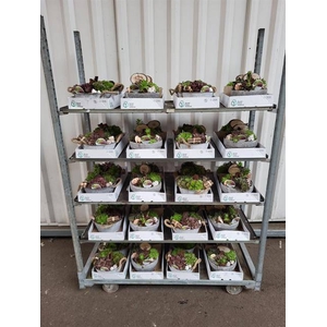 ARR SEMPERVIVUM