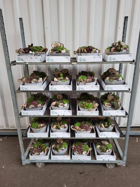 <h4>ARR SEMPERVIVUM</h4>