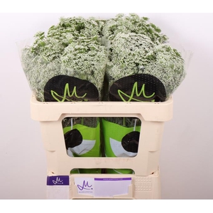 Ammi Visnaga Casablanca Marginpar