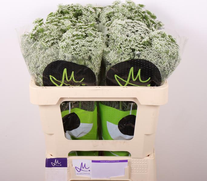 <h4>Ammi Visnaga Casablanca Marginpar</h4>