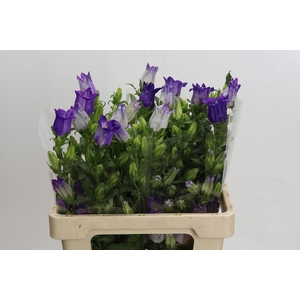 Campanula Medium Champion Blue