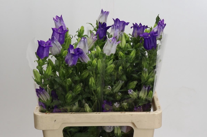 <h4>Campanula Medium Champion Blue</h4>