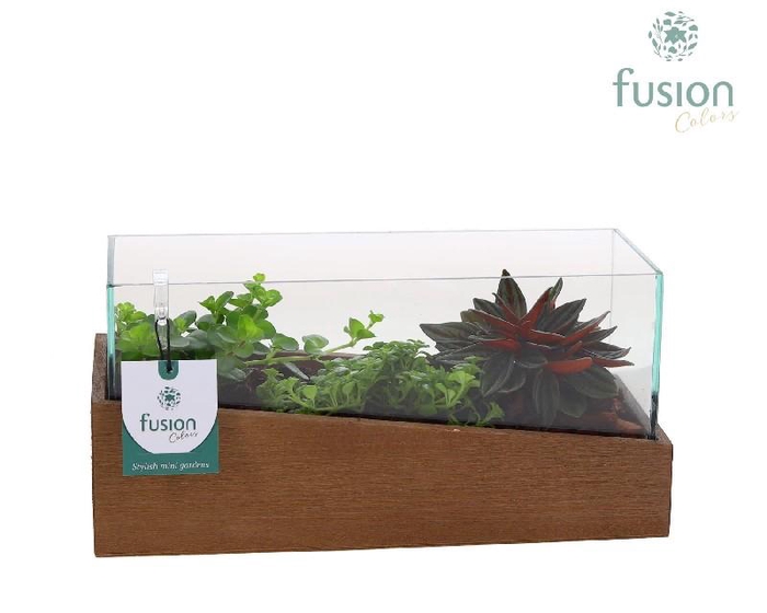 Arrangementen kamerplanten groen H% La' Bio FC-23.0906FDH Aquarium