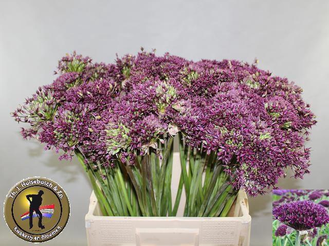 <h4>ALLIUM CHERRY</h4>