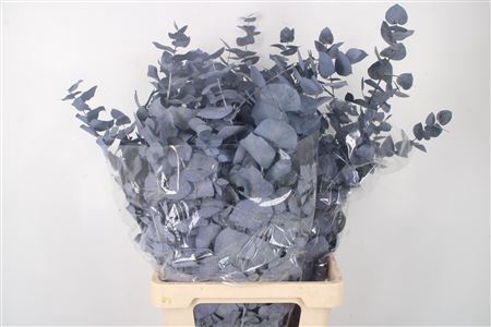 <h4>Stabi Stuartiana Milka Per Bunch</h4>