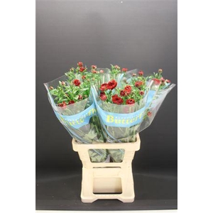 Ran Butterfly Hades 70cm