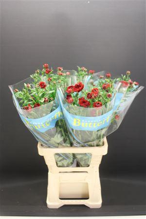 <h4>Ran Butterfly Hades 70cm</h4>