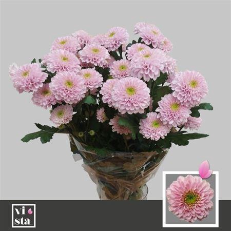 <h4>Chr T Letsgo Pink</h4>