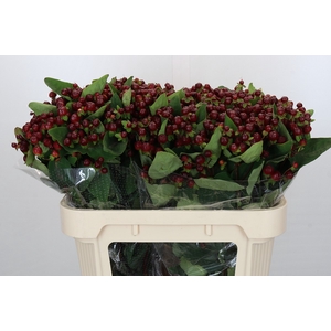 Hypericum Magical Cherry Brown