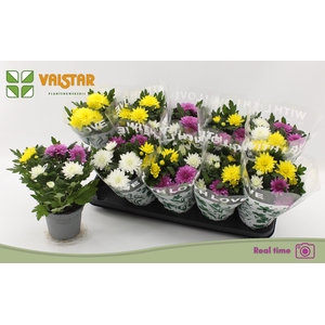 CHRYS DA VINC GEM PT