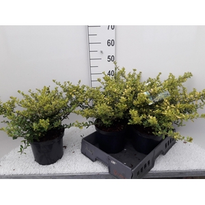 ILEX CR GOLDEN GEM