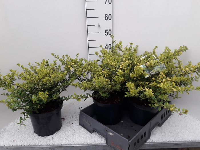 <h4>ILEX CR GOLDEN GEM</h4>