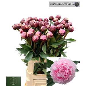 PAEO L SARA BERNHARD