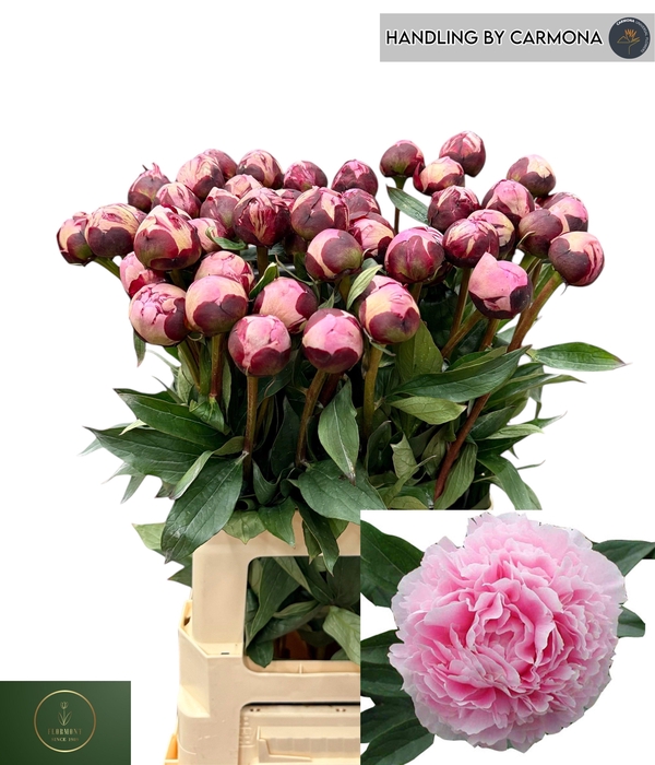 <h4>PAEO L SARA BERNHARD</h4>