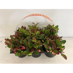 Gaultheria