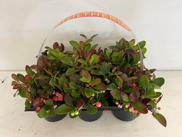 <h4>Gaultheria</h4>