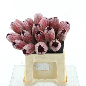 PROTEA PINK ICE