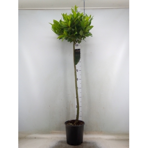 Laurus nobilis