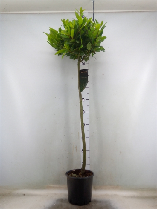 <h4>Laurus nobilis</h4>