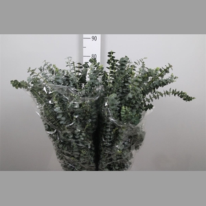 Euca Baby Blue Per Bunch